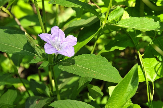 Ruellia caroliniensis