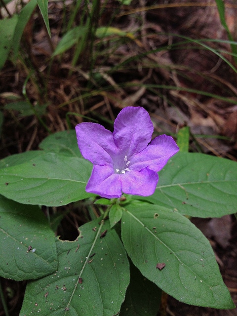 Ruellia caroliniensis