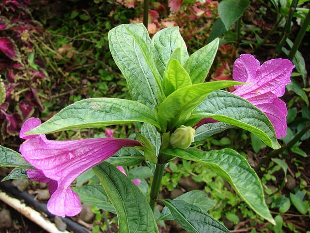 Ruellia macrantha