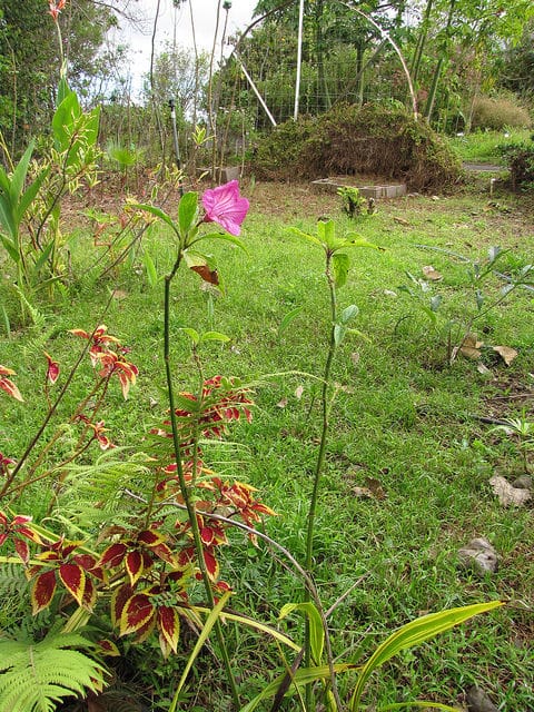 Ruellia macrantha