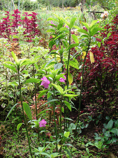 Ruellia macrantha
