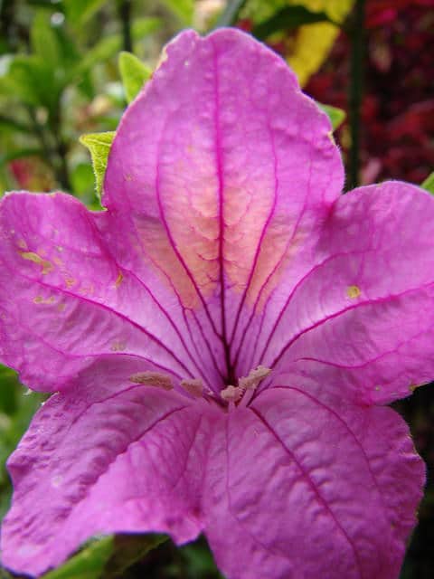 Ruellia macrantha