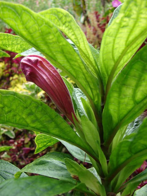 Ruellia macrantha