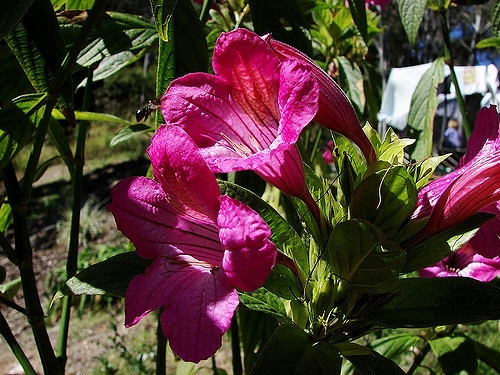 Ruellia macrantha