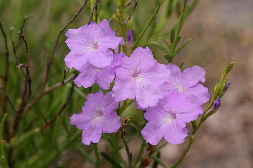 Ruellia nudiflora