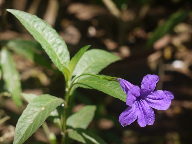 Ruellia nudiflora