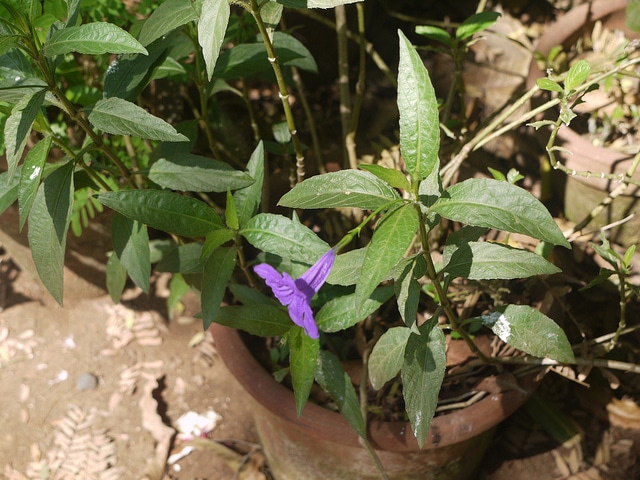 Ruellia nudiflora