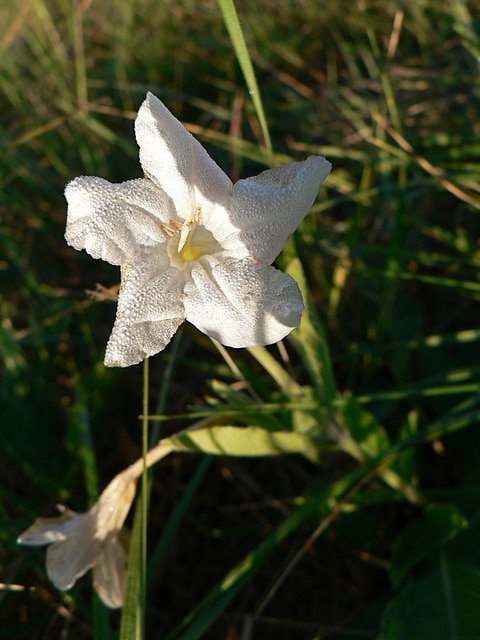 Ruellia nudiflora