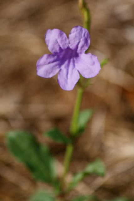 Ruellia nudiflora