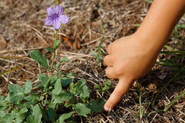 Ruellia nudiflora (Ruellia nudiflora)