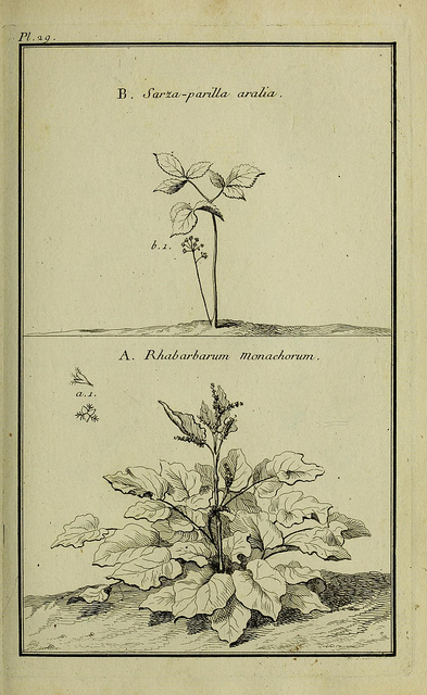 Oseille des alpes (Rumex alpinus)