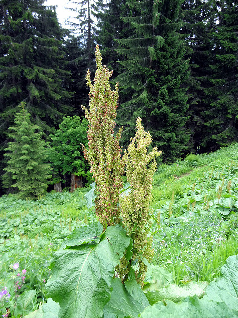 Oseille des alpes