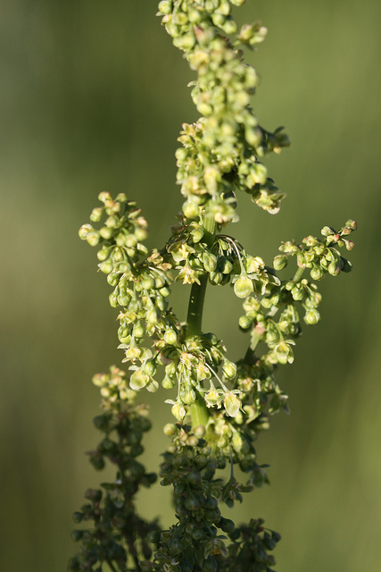 Rumex aquatique