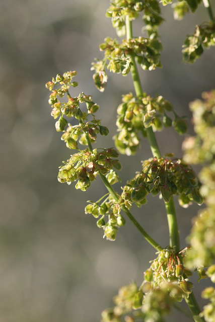 Rumex aquatique