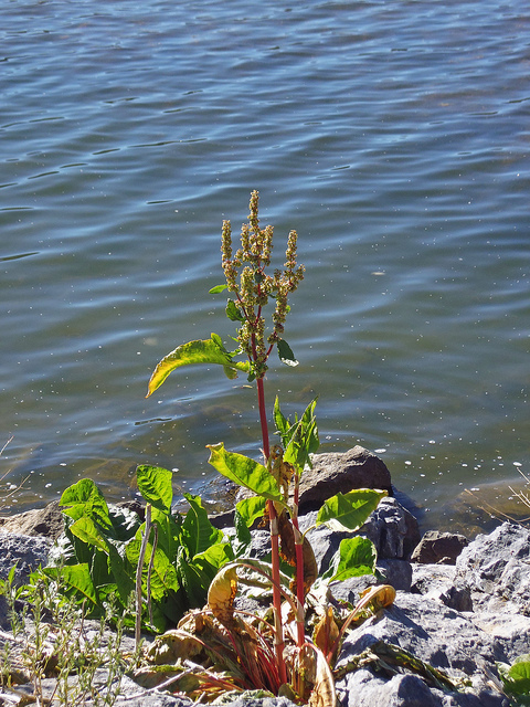 Rumex aquatique