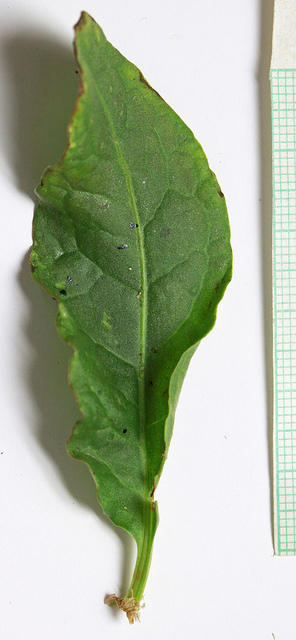 Rumex aquatique