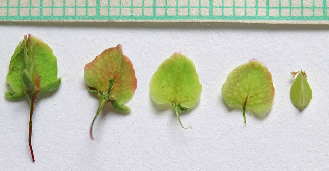 Rumex aquatique (Rumex aquaticus)