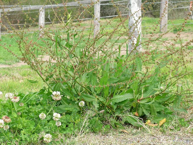 Rumex brownii