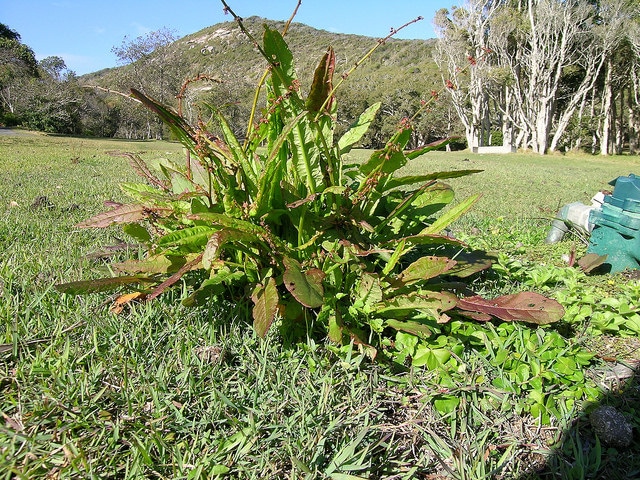 Rumex brownii
