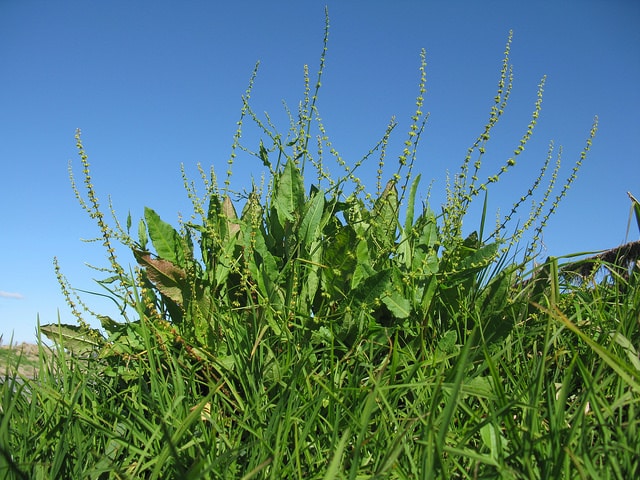 Rumex brownii
