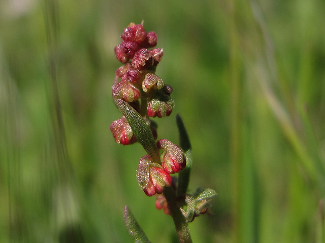 Oseille tête-de-boeuf (Rumex bucephalophorus)