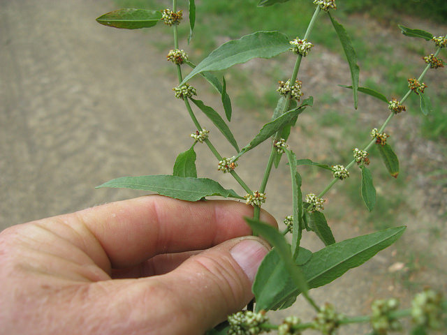Oseille agglomérée