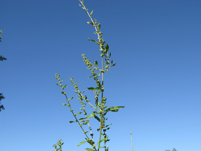 Oseille agglomérée