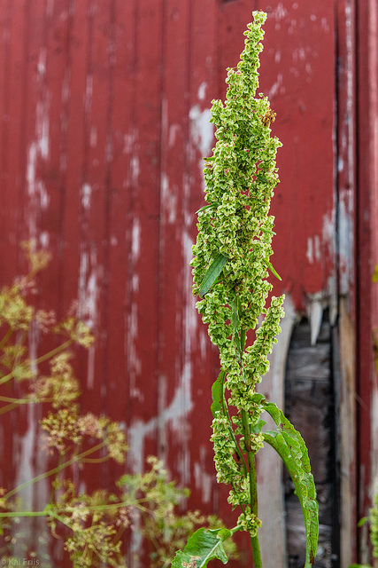 Patience domestique (Rumex longifolius)