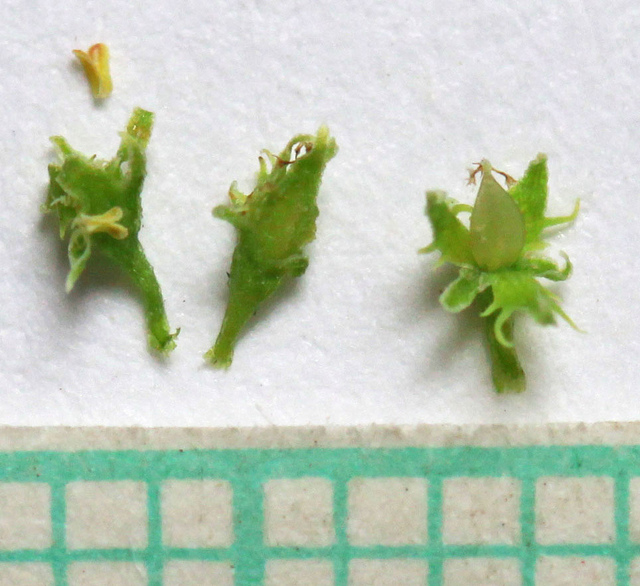 Oseille maritime (Rumex maritimus)