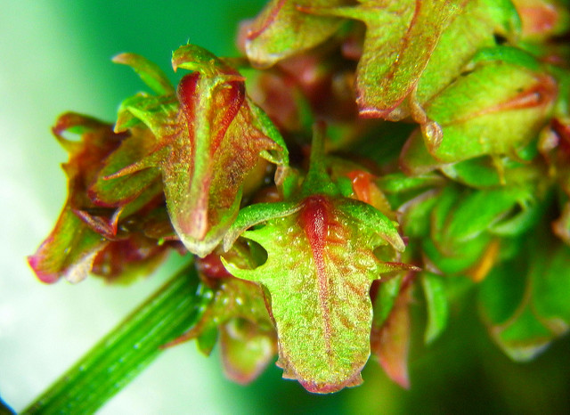 Patience à feuilles obtuses (Rumex obtusifolius)