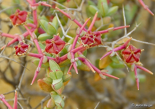 Ruschia spinosa (Ruschia spinosa)