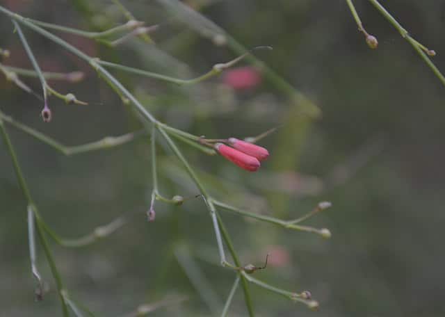 Plante corail (Russelia equisetiformis)