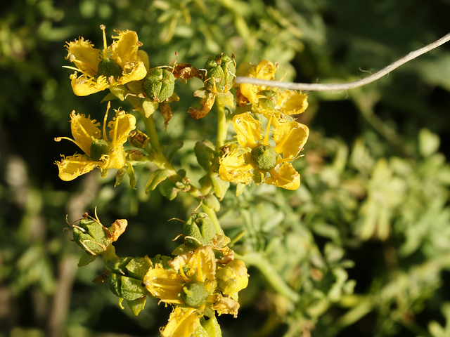 Rue de chalep (Ruta chalepensis)