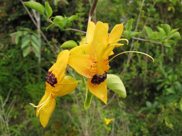 Ruttya fruticosa (Ruttya fruticosa)