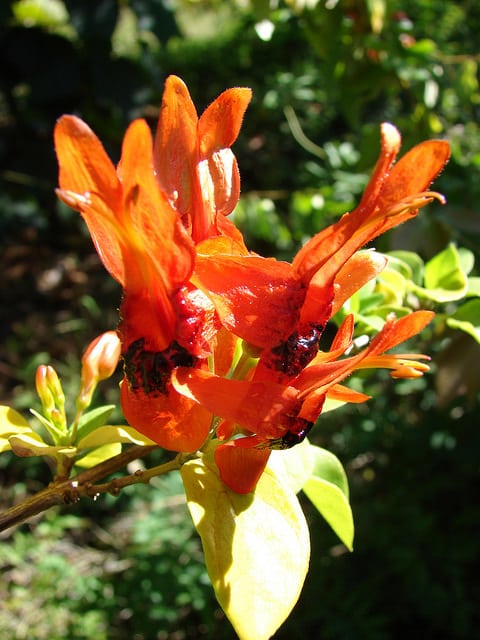 Ruttya fruticosa