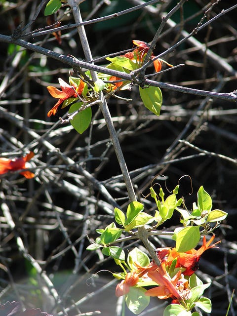 Ruttya fruticosa