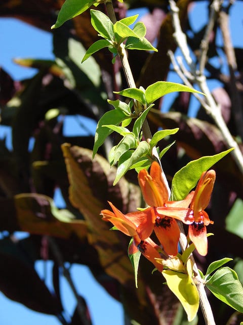 Ruttya fruticosa