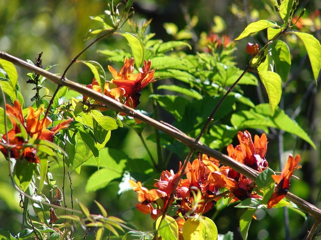 Ruttya fruticosa
