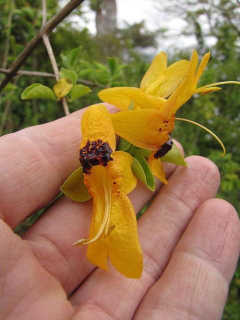 Ruttya fruticosa