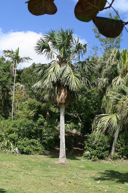 Sabal bermudana (Sabal bermudana)