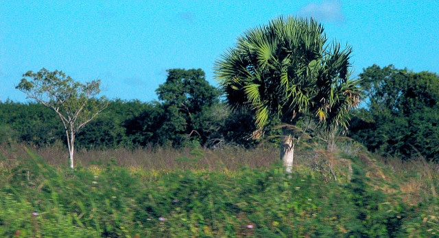 Sabal domingensis