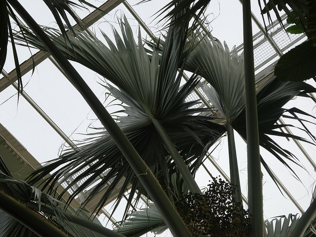 Sabal domingensis