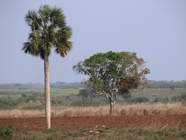 Sabal domingensis (Sabal domingensis)