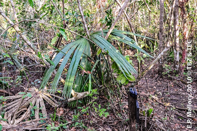 Sabal mauritiiformis (Sabal mauritiiformis)