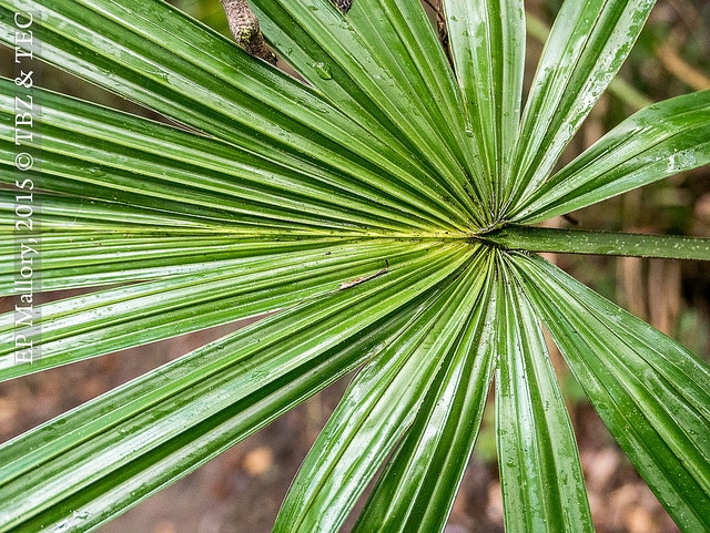 Sabal mauritiiformis