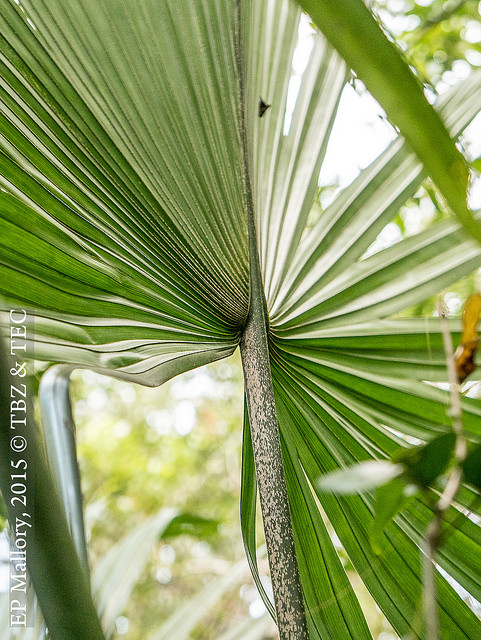 Sabal mauritiiformis