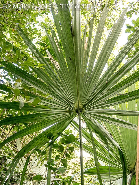 Sabal mauritiiformis