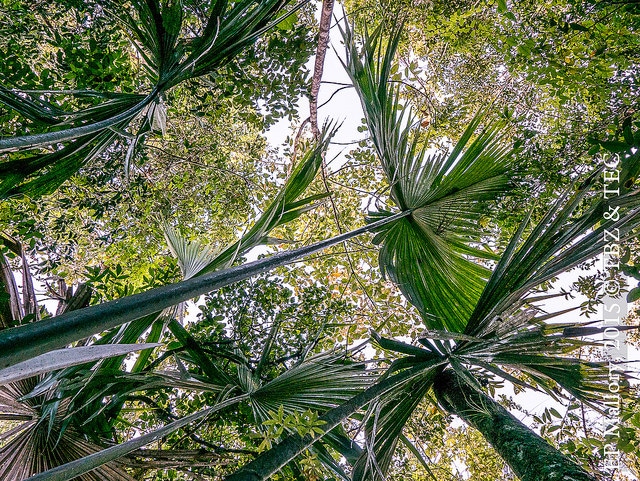 Sabal mauritiiformis