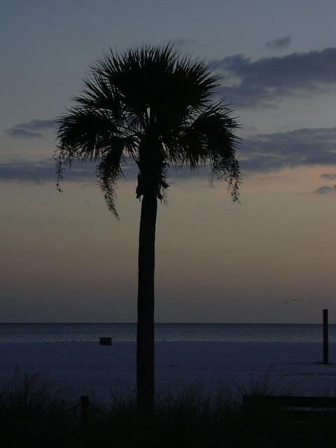 Chou palmiste (Sabal palmetto)