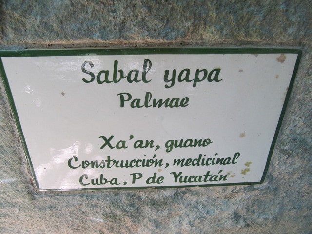 Sabal yapa